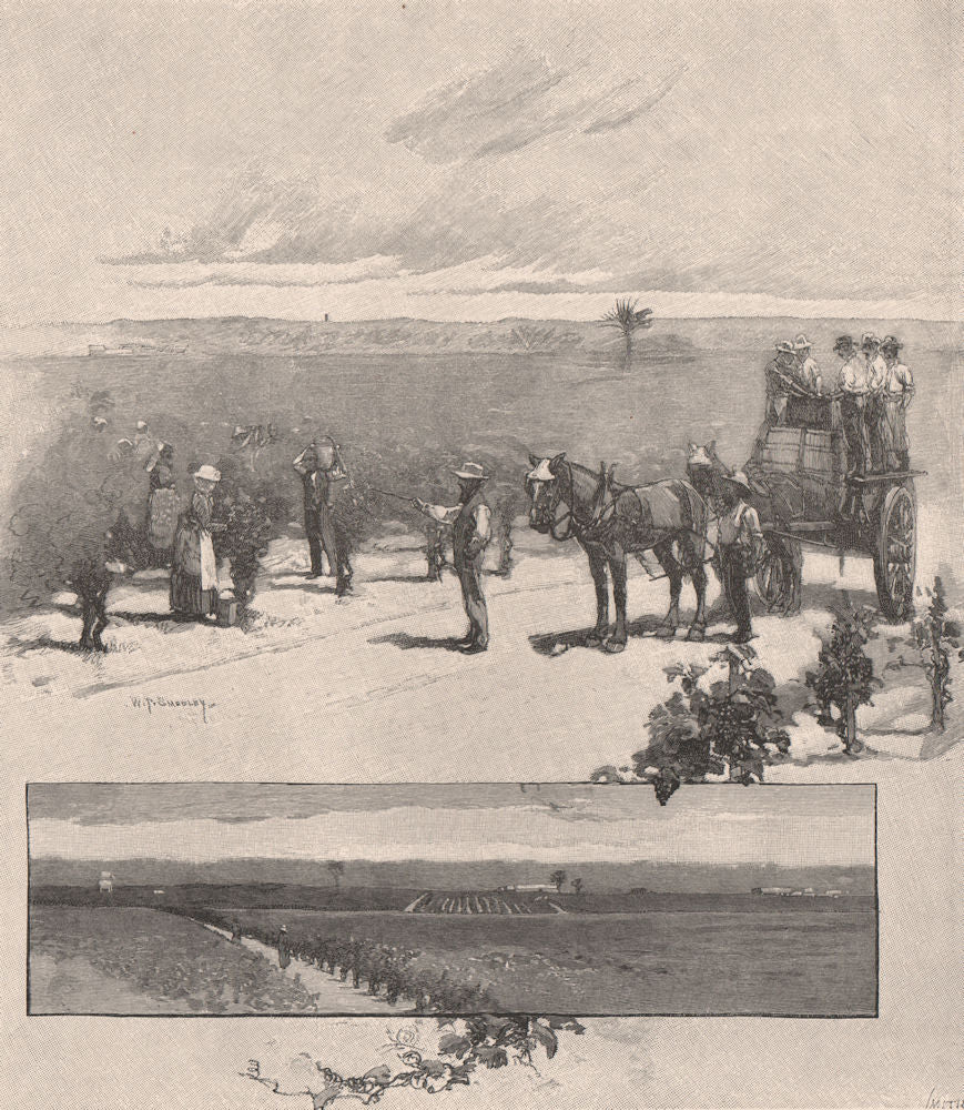 Vineyard near Singleton. HUNTER VALLEY. Australia 1888 old antique print